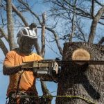 Tree Service Near Me Serving Tallahassee Homes & Businesses