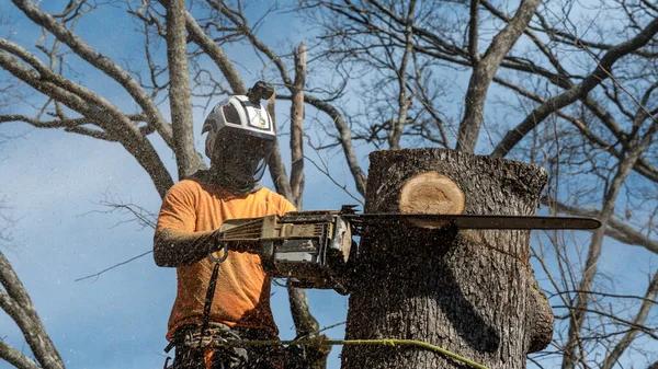Tree Service Near Me Serving Tallahassee Homes & Businesses