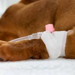 Restore Energy with IV Hydration Therapy Vienna Services