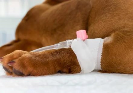 Restore Energy with IV Hydration Therapy Vienna Services
