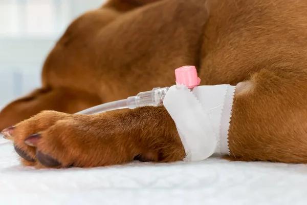 Restore Energy with IV Hydration Therapy Vienna Services
