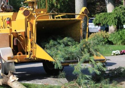 Affordable Tree Removal Service Mobile for Every Budget