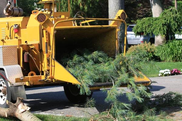 Affordable Tree Removal Service Mobile for Every Budget