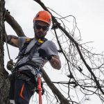 Tree Service That Improves the Beauty of Your Landscape