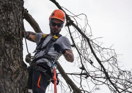 Tree Service That Improves the Beauty of Your Landscape