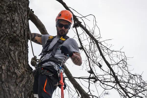 Tree Service That Improves the Beauty of Your Landscape