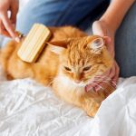 Cat Toys Fun and Engaging Options for Happy Cats
