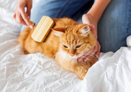 Cat Toys Fun and Engaging Options for Happy Cats