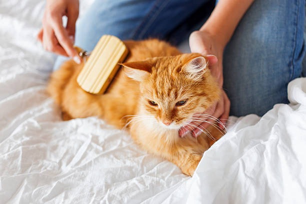 Cat Toys Fun and Engaging Options for Happy Cats